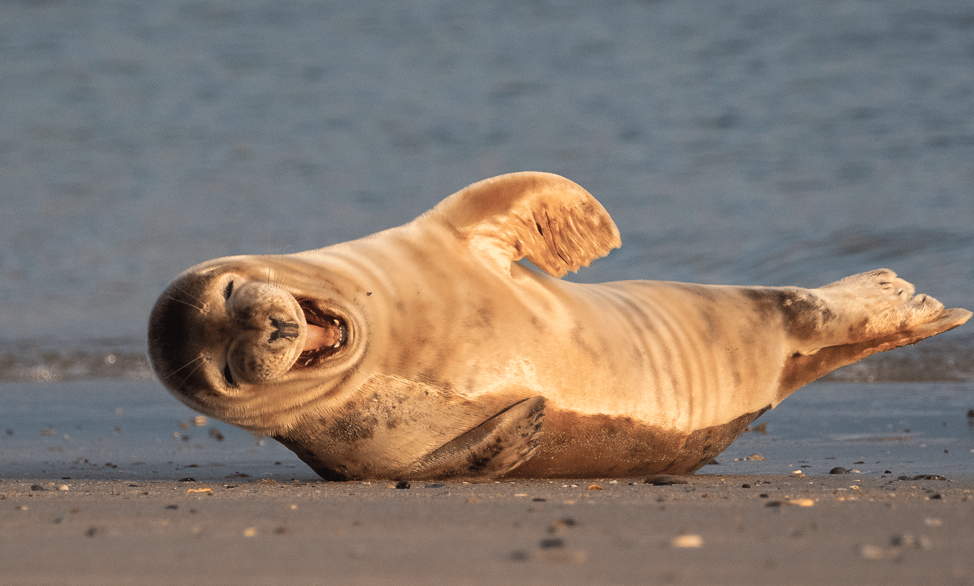 Anscheinend einen guten Witz erzählt?