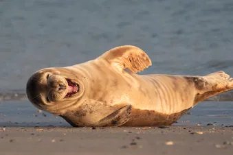 Anscheinend einen guten Witz erzählt?