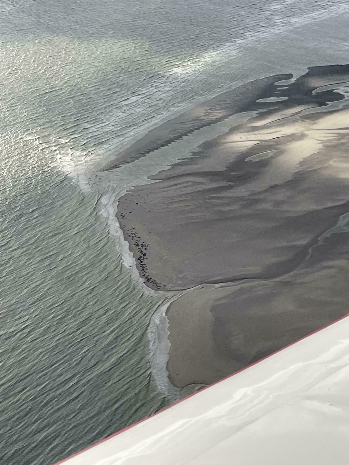 A la découverte des phoques !!!