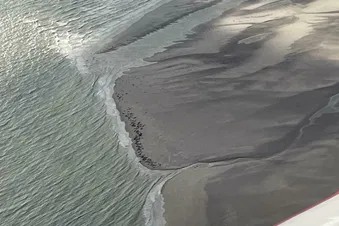 A la découverte des phoques !!!