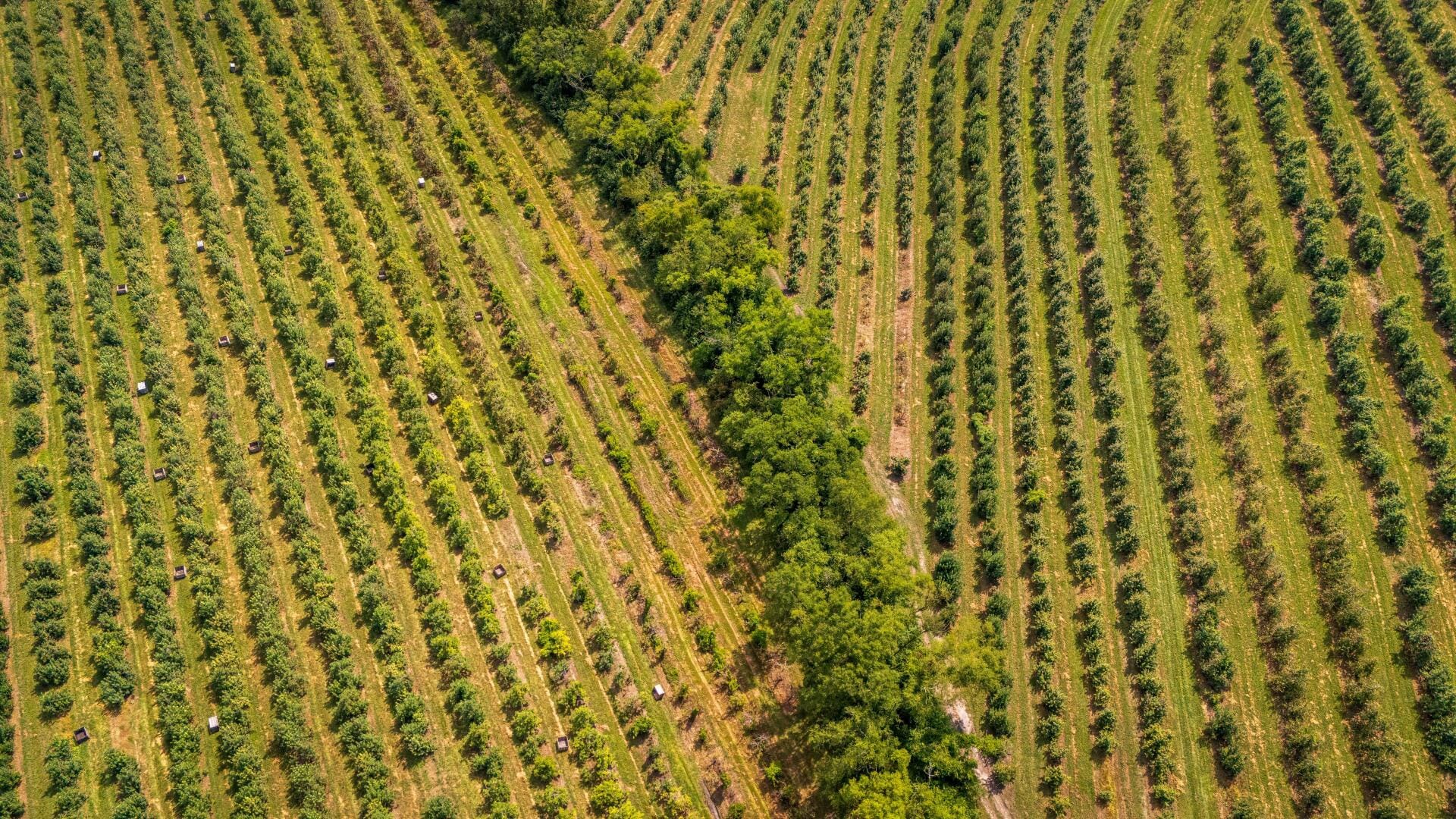 La route des vins vue du ciel