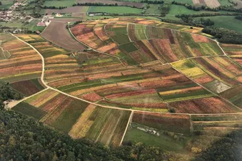 Vignoble de la Champagne sud