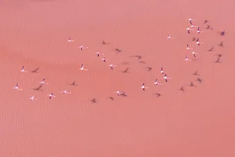Survol du littoral - Réserve Naturelle de Camargue en hélico