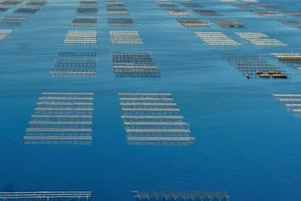 Parc à huître de l’étang de thau