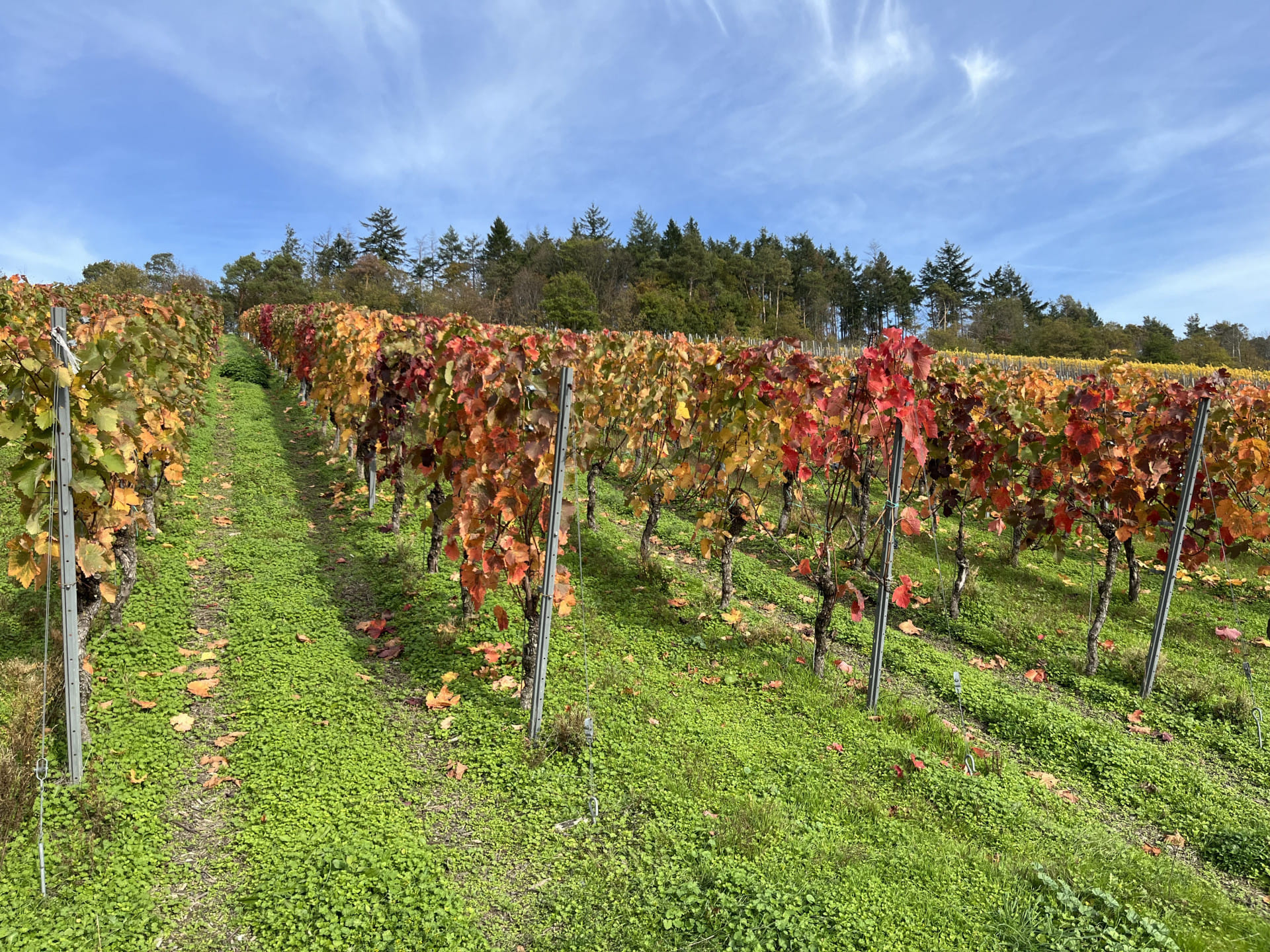 Rebstöcke  an der Mosel