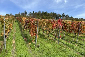 Rebstöcke an der Mosel