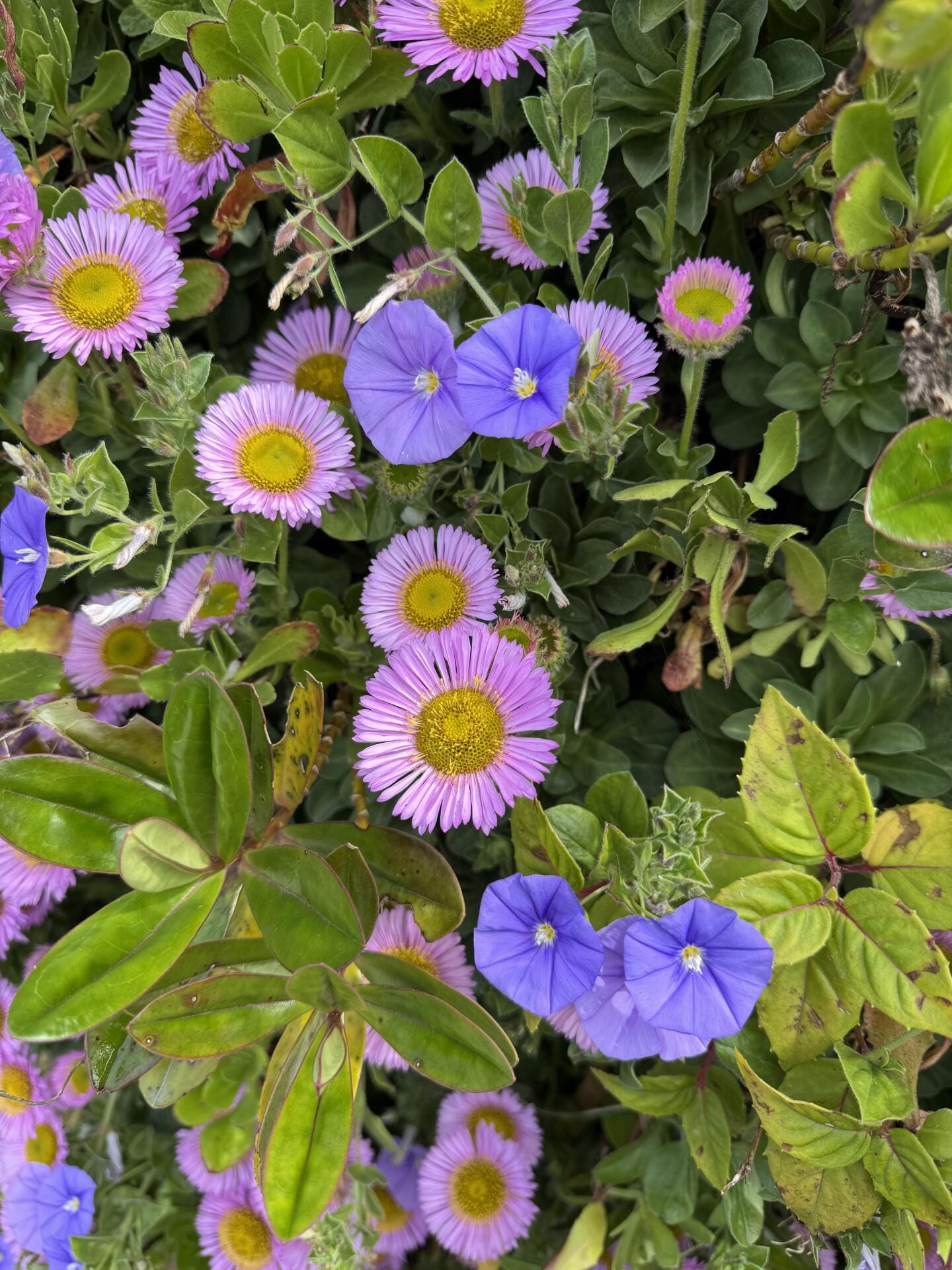 Microclimate with wide array of plants