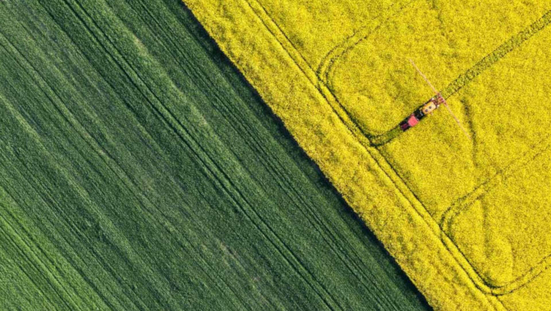 Nur kurze Zeit - Rapsfelder von oben aus sehen (RAD)