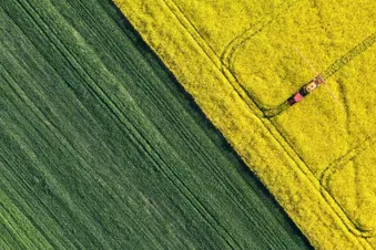 Nur kurze Zeit - Rapsfelder von oben aus sehen (RAD)