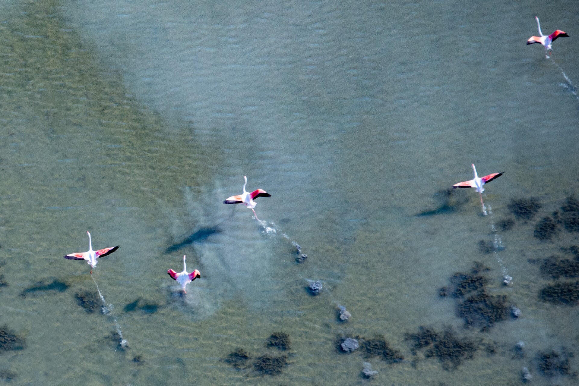 Camargue Sauvage, Flamants Roses et hélicoptère - Chevaux en Liberté