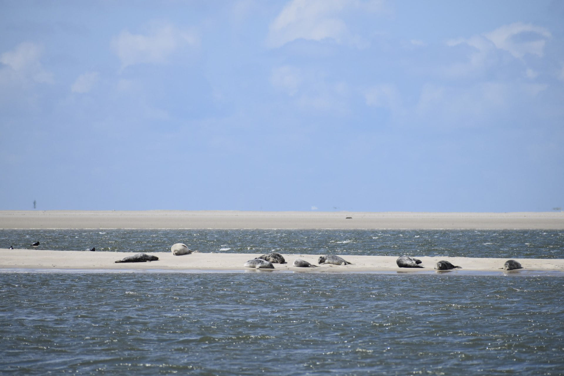 Auf nach Nordfriesland Föhr, Husum, Sankt Peter Ording