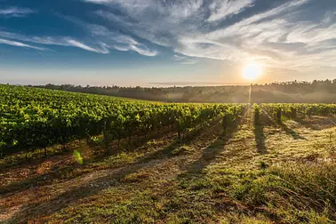 Weinregionen von oben 🍇🍷Mittelrhein, Mosel & Ahr