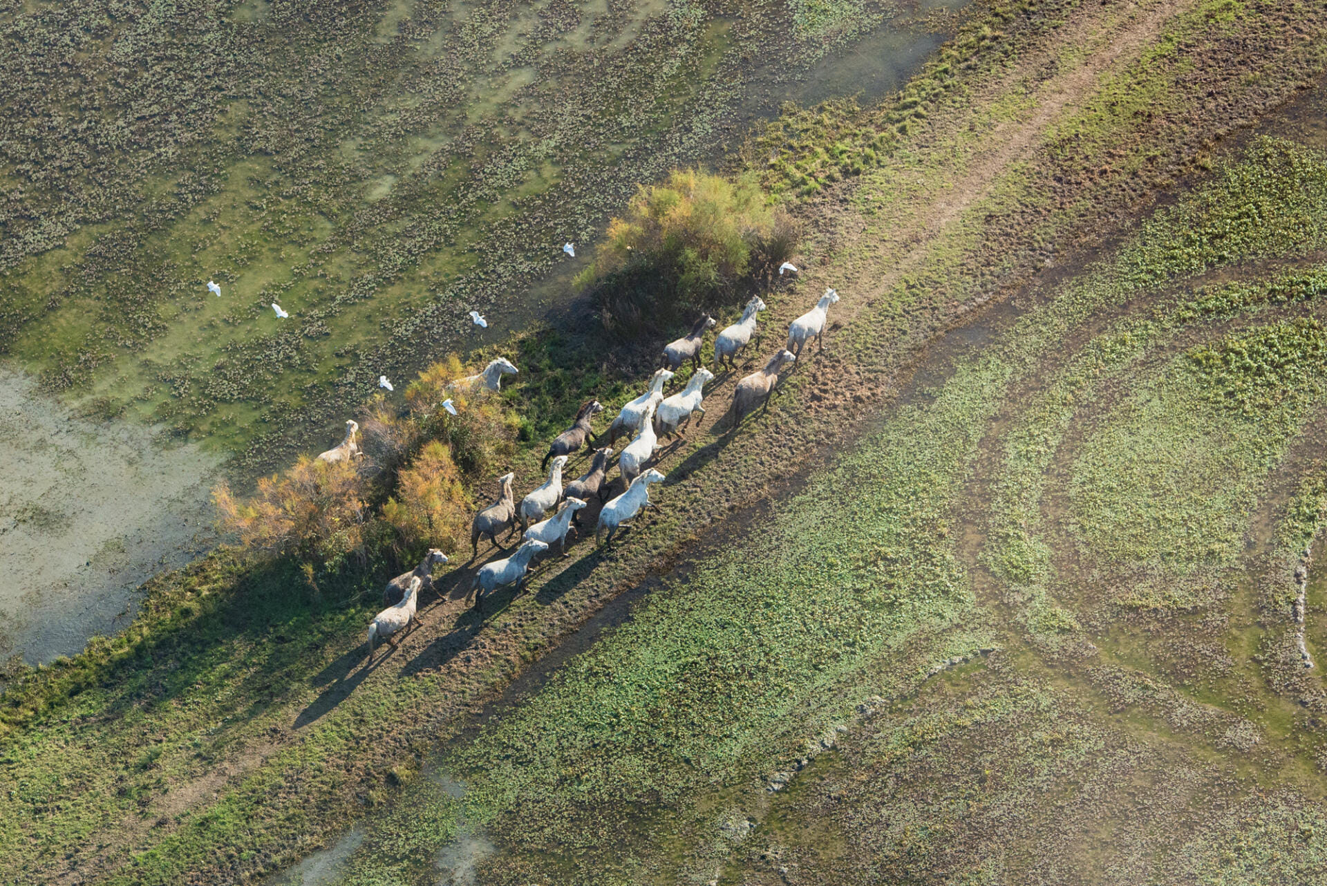 Survol du littoral - Réserve Naturelle de Camargue en hélico