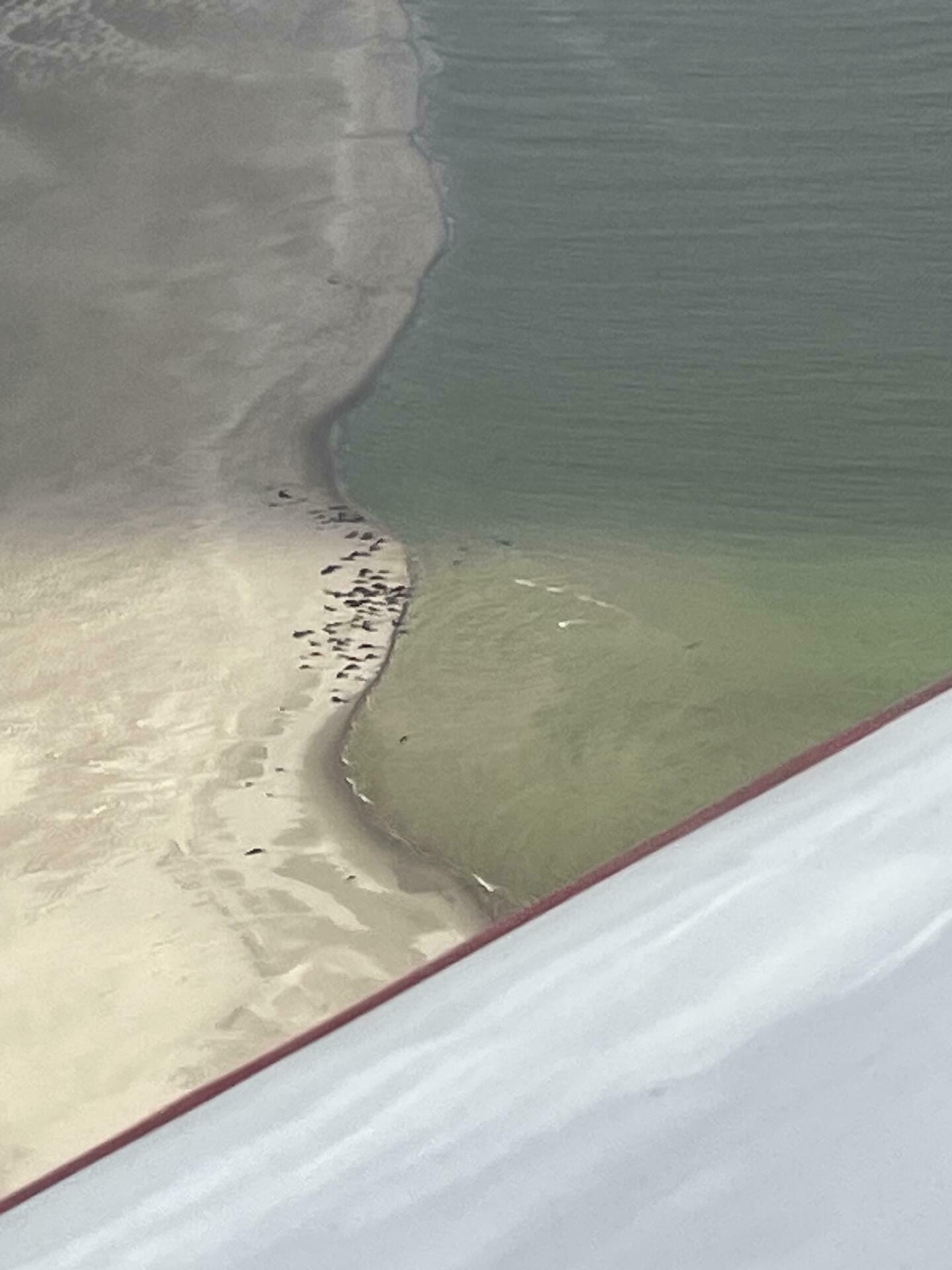 A la découverte des phoques !!!