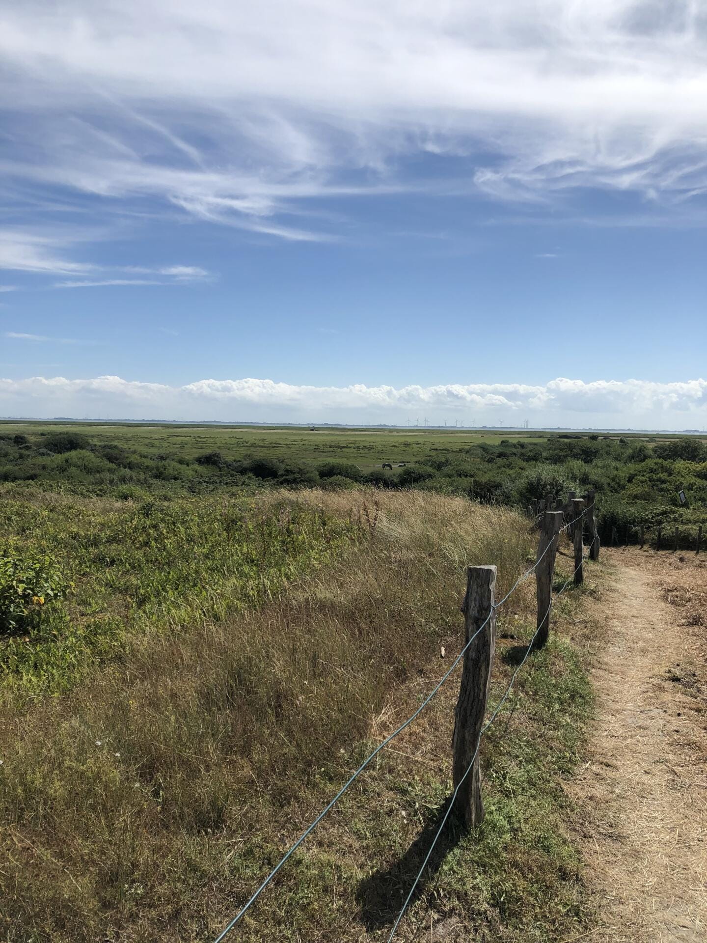 Blick über das Dünengras von Wangerooge
