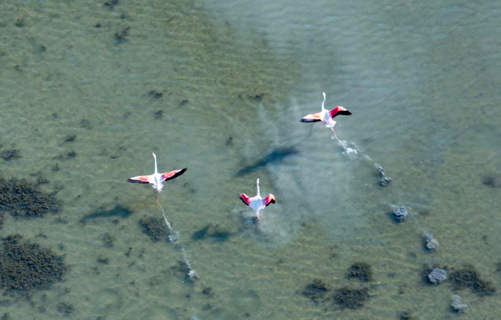 Survol littoral de Camargue, Stes-Maries-de-la-Mer (hélico)