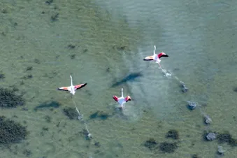 Survol littoral de Camargue, Stes-Maries-de-la-Mer (hélico)