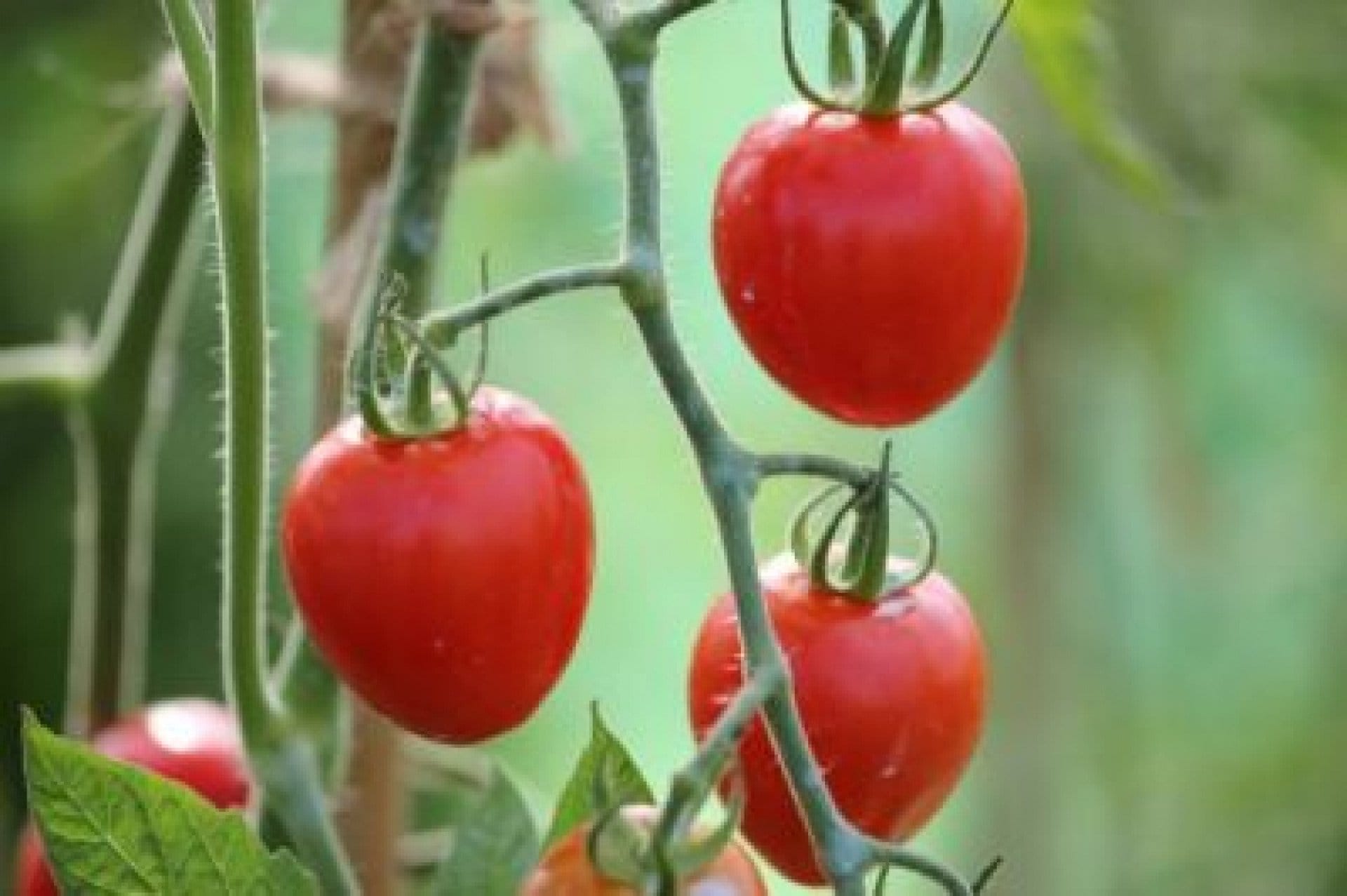 Scenic helicopter flight to Isle of Wight