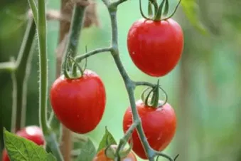 Scenic helicopter flight to Isle of Wight