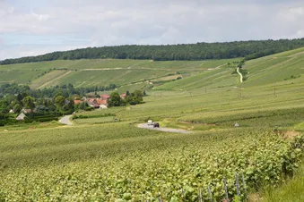 Venez faire les saumons avec moi au dessus de la Marne !