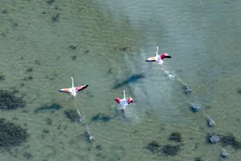 Survol littoral de Camargue, Stes-Maries-de-la-Mer (hélico)