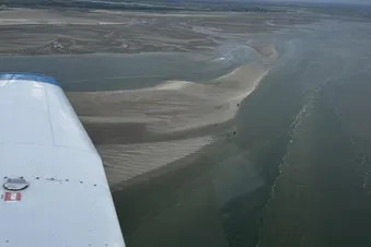 Phoque dans la baie de Somme