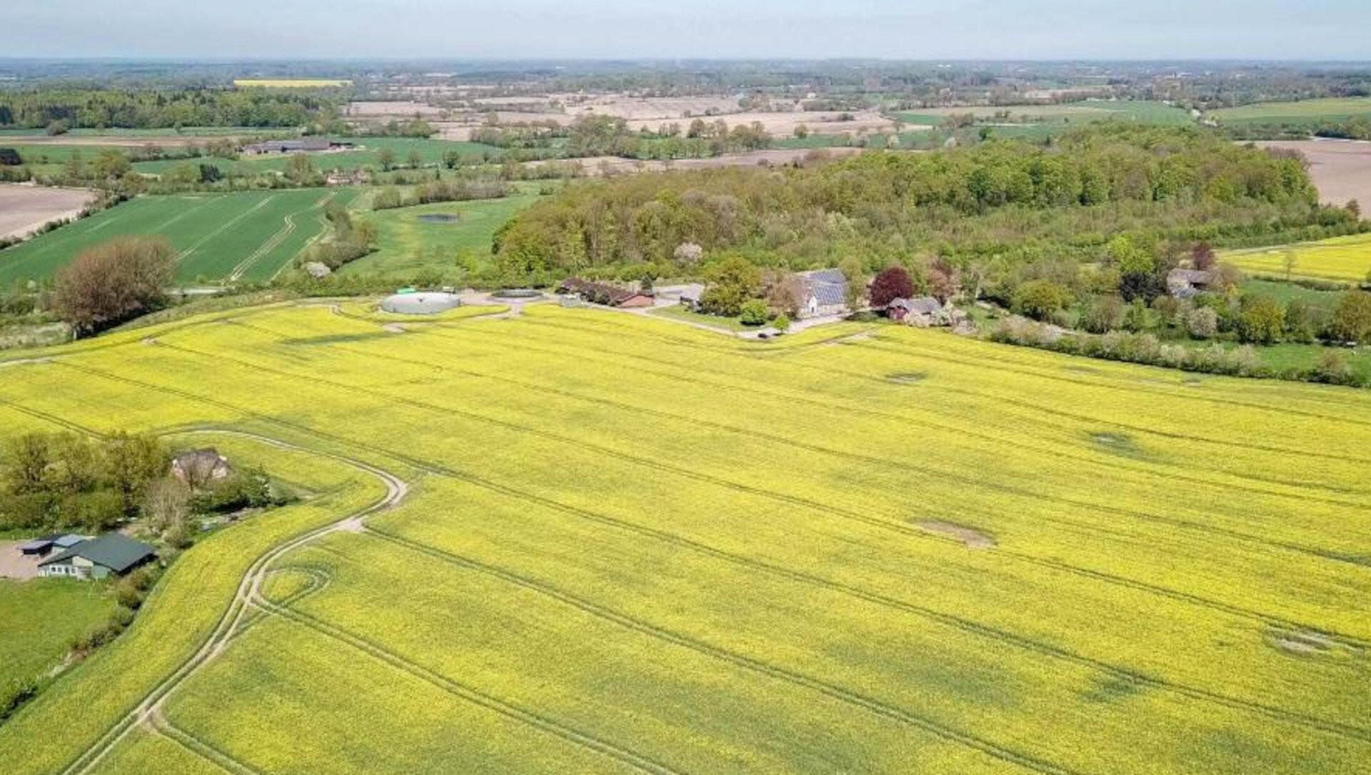 Nur kurze Zeit - Rapsfelder von oben aus sehen (RAD)