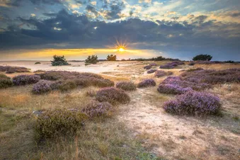 Naturschutzgebiet Veluwe