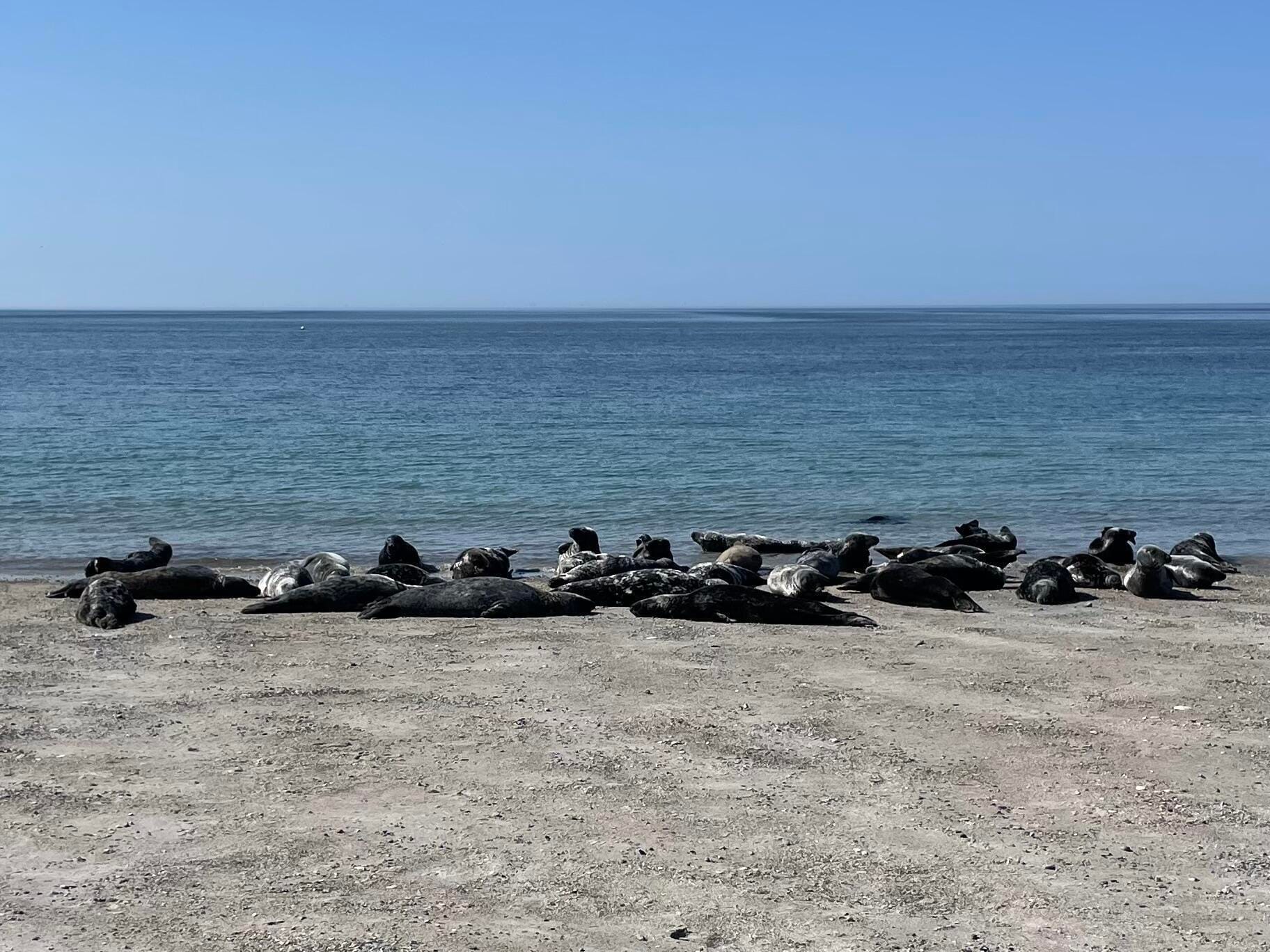 Wild seals in Helgoland
