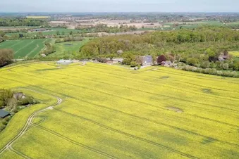 Nur kurze Zeit - Rapsfelder von oben aus sehen (RAD)