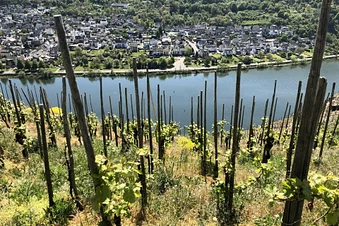 In die Weinberge nach Koblenz und zurück über den Rheingau