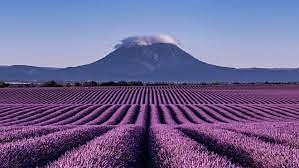 Valensole et ses alentours en Hélicoptère - 20min