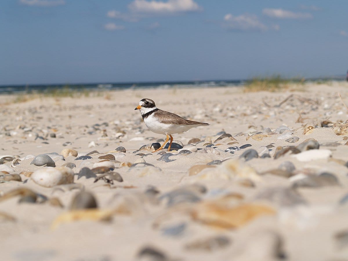 Ausflug Bonn nach Borkum and die Nordseeküste