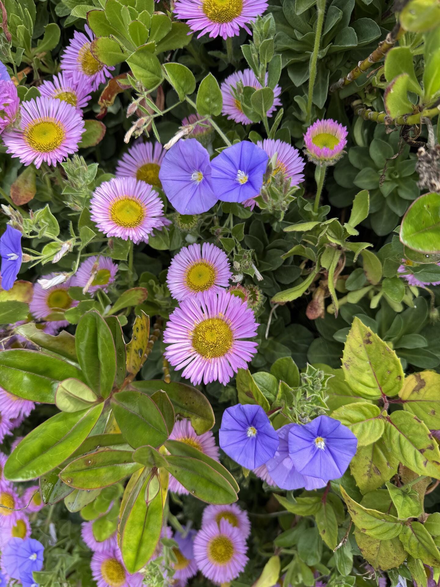 Unique microlimate and flora