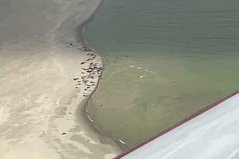 A la découverte des phoques !!!