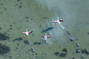 Survol du littoral - Réserve Naturelle de Camargue en hélico