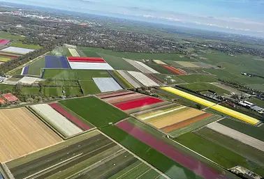 Tulip fields in full bloom