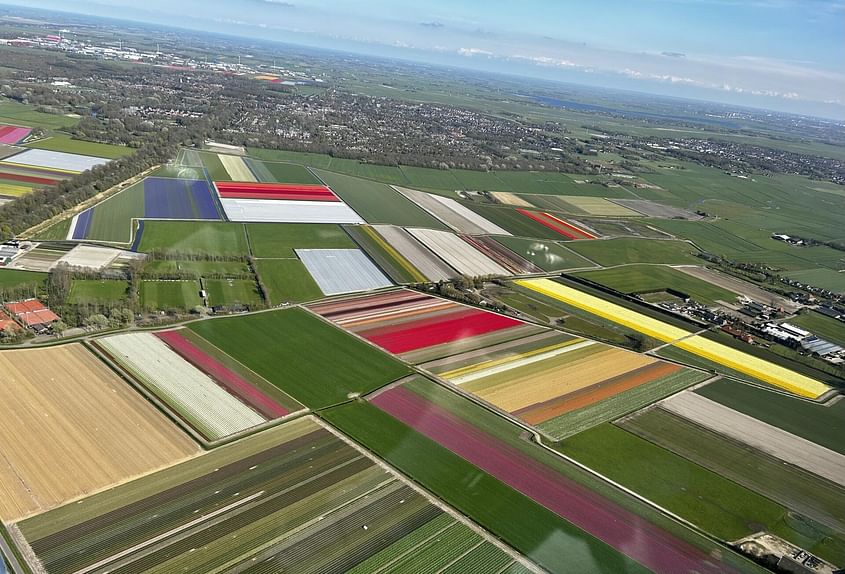 Tulip fields in full bloom