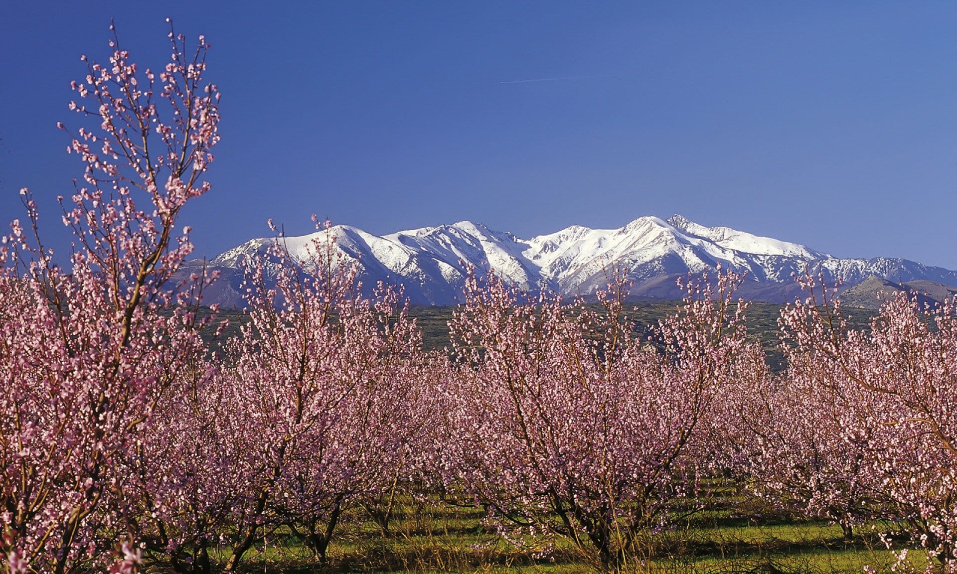 Plonger du Canigou dans la Méditerranée