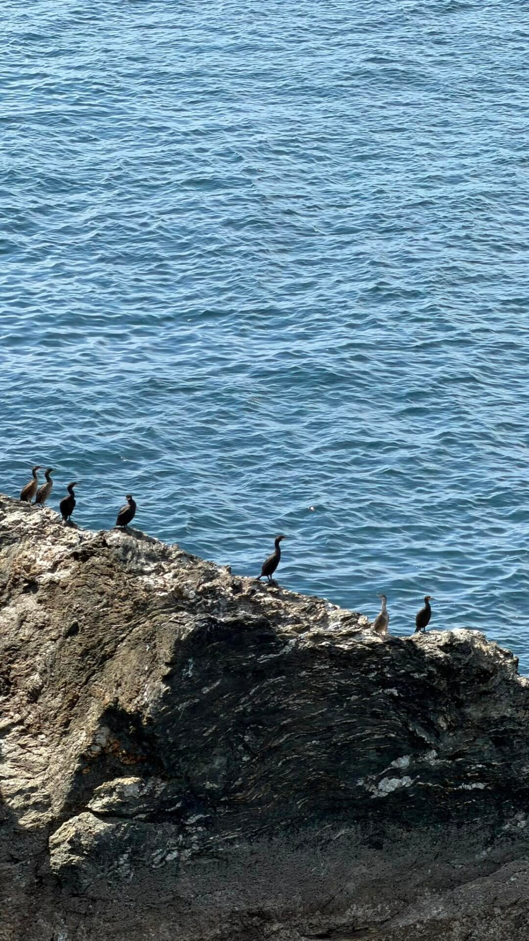 Belle-Île-en-Mer au départ de Falaise