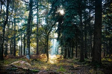 New Forest National Park