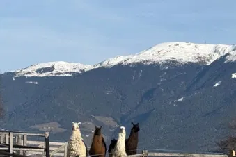 Almhüttenausflüge mit Aussicht und gutem Essen