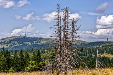 Taunus