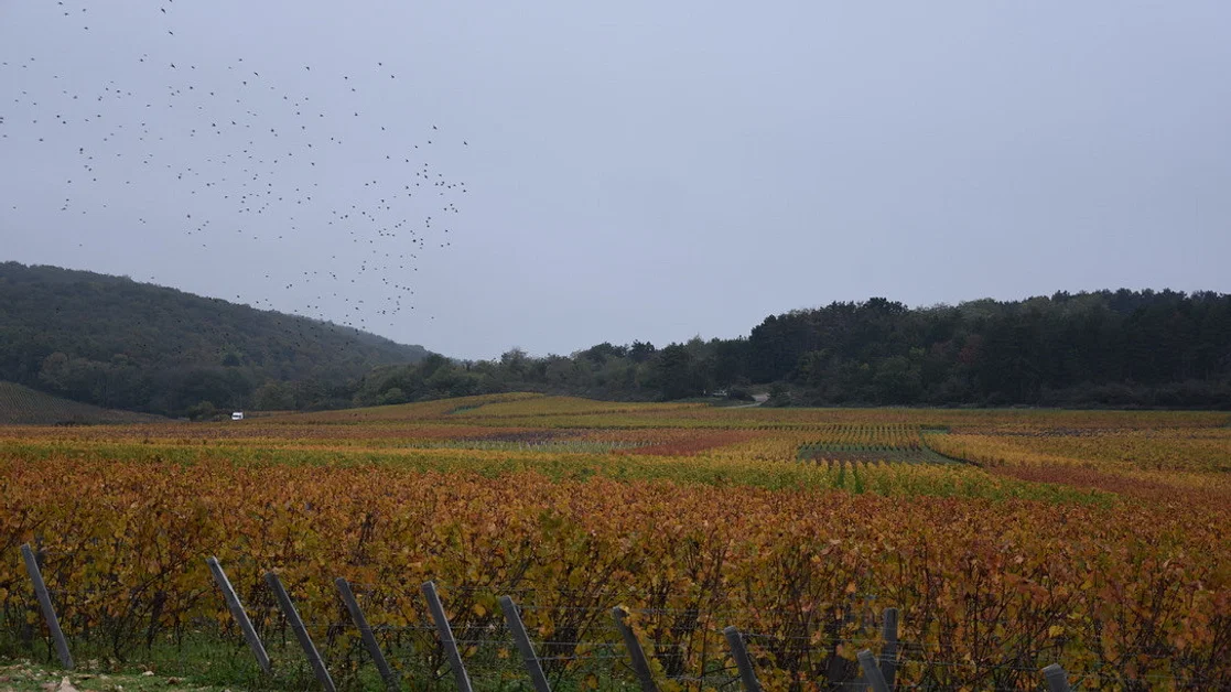 La cote des vignes de Bourgogne et la valée de l'Ouche