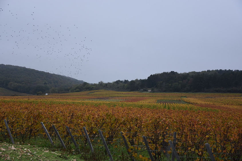 La cote des vignes de Bourgogne et la valée de l'Ouche