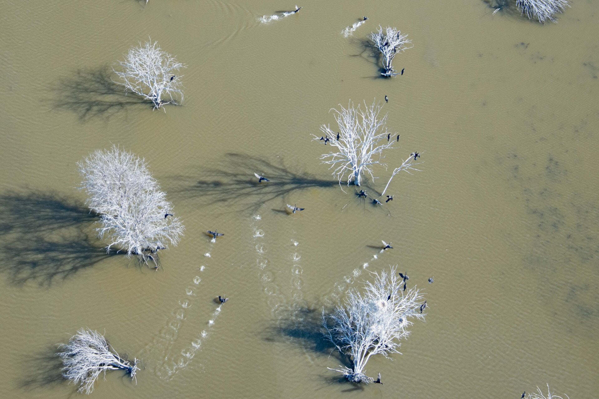 Camargue Sauvage, Flamants Roses et hélicoptère - Chevaux en Liberté