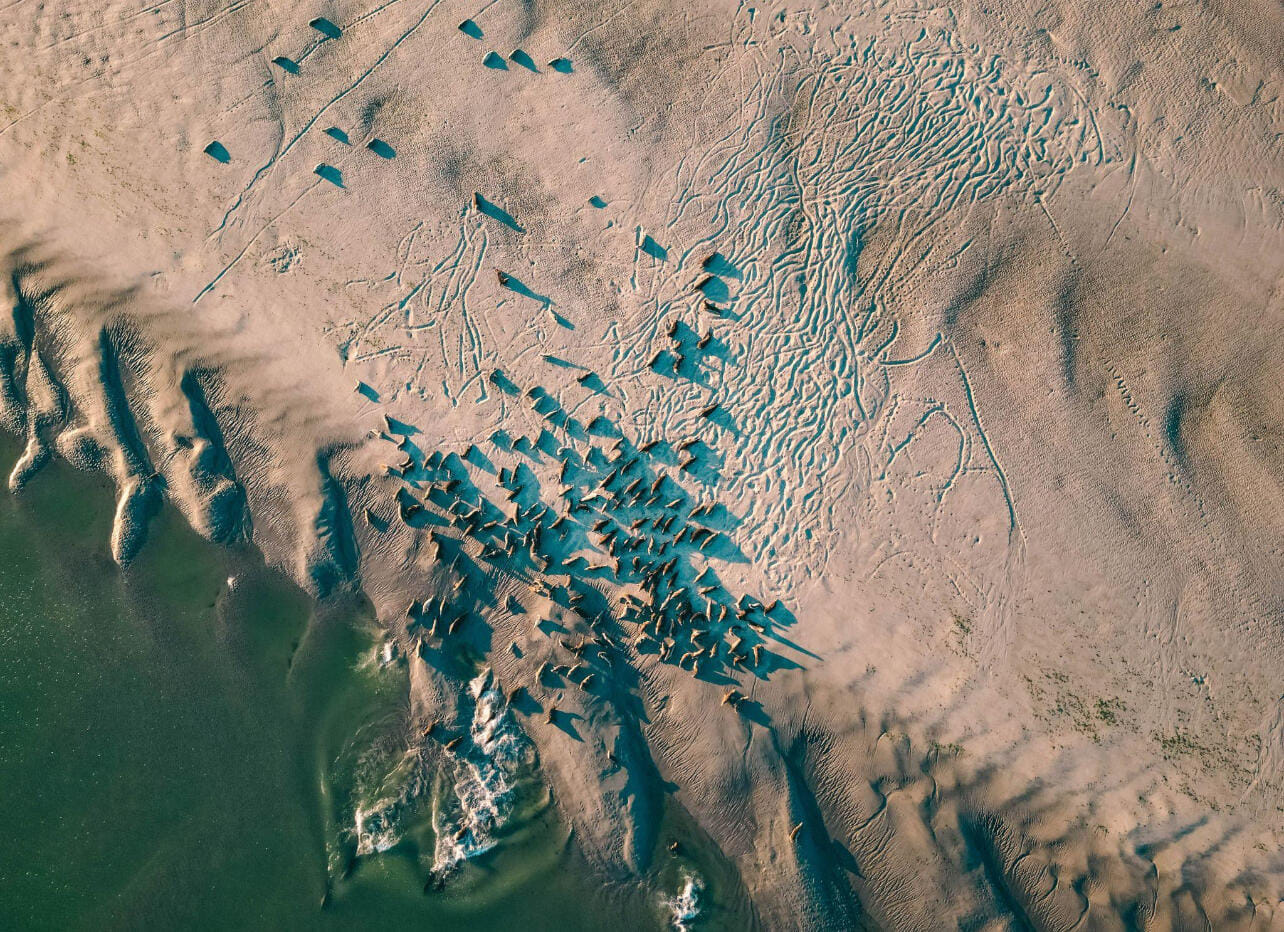 🦭🦭🦭 Expérience inoubliable, Baie de Somme en avion privé 🦭🦭🦭