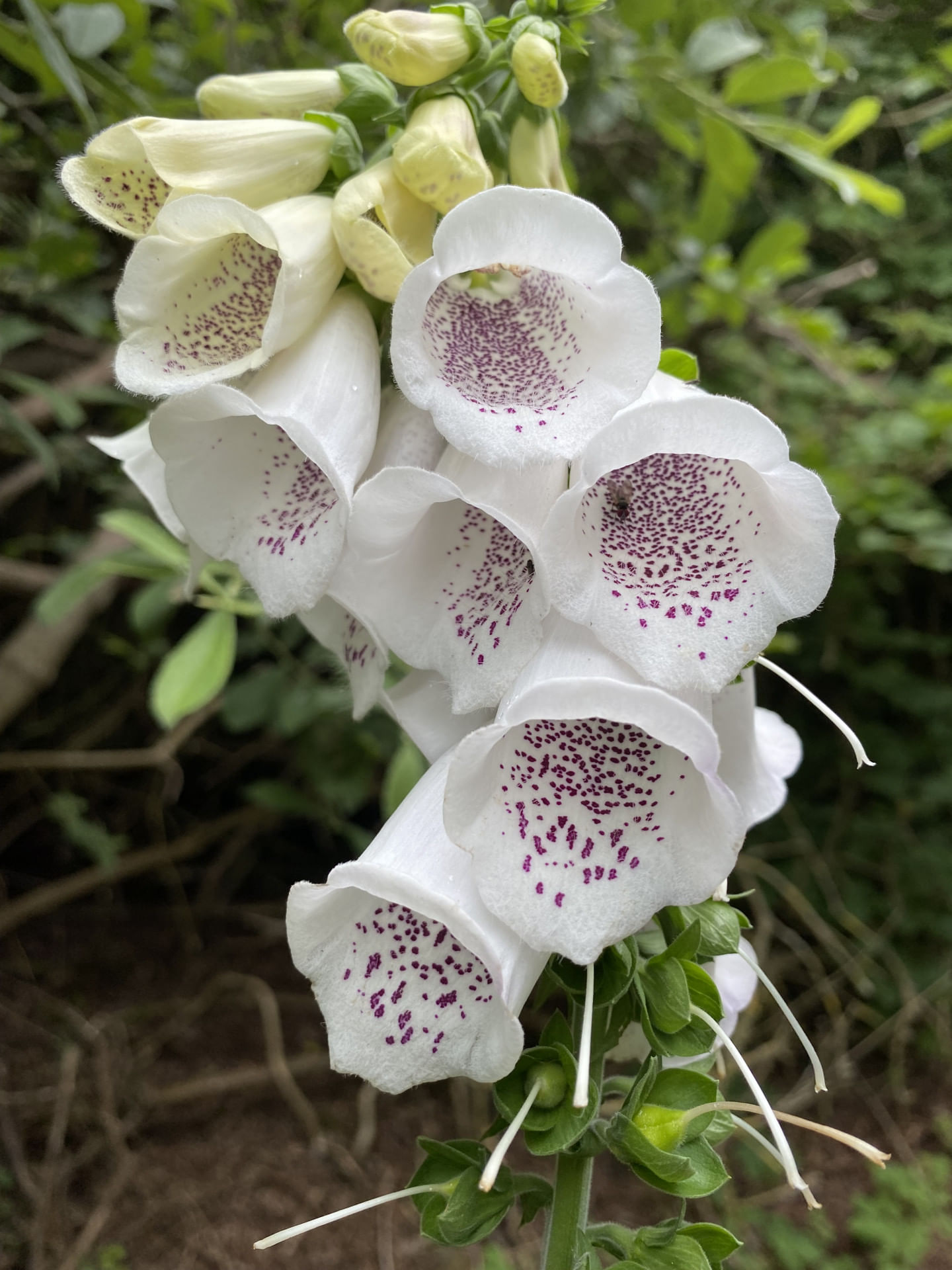 Strandtag auf Juist-Von Frankfurt aus direkt (4h 20m.)