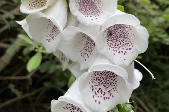 Strandtag auf Juist-Von Frankfurt aus direkt (4h 20m.)