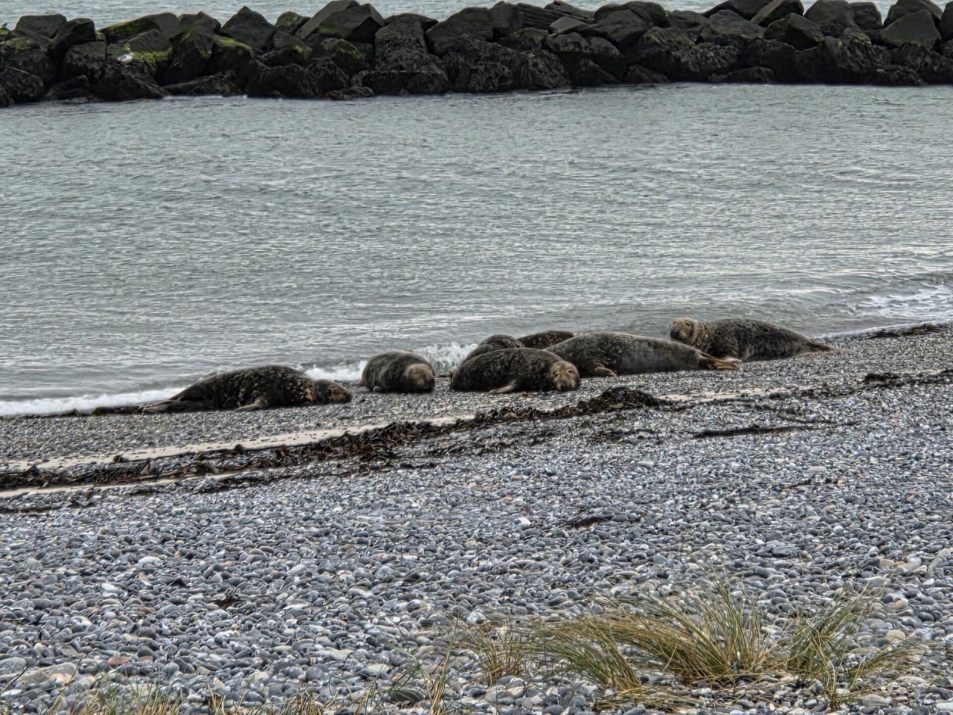 Wildlige 5' from the airstrip